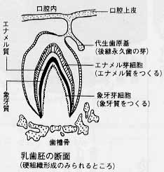 妊娠中に作られる歯